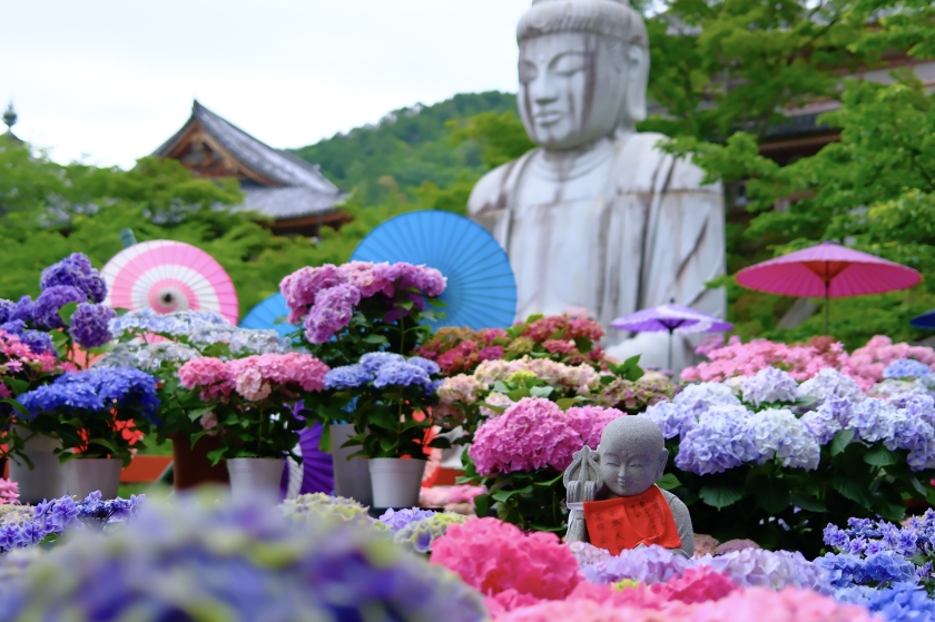 あじさい花守（心願成就）